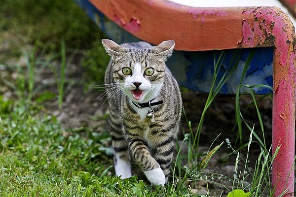 Feline Weird? Decoding Strange Cat Behavior
