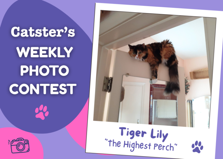Catster’s Weekly Photo Contest Winners: The Highest Perch (September 14, 2026)