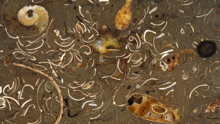 Squid Were on the Move Before the Chicxulub Impact