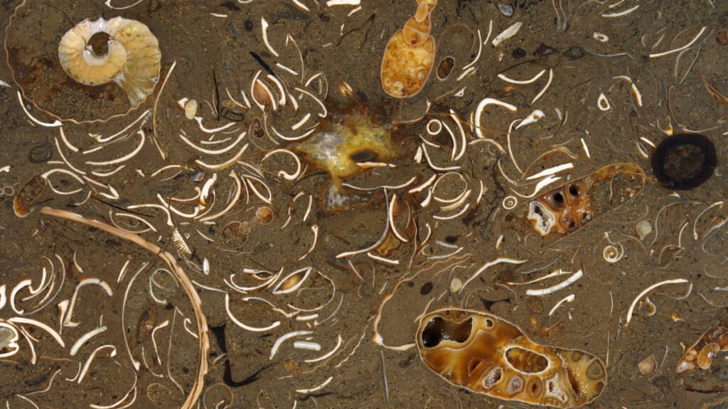 Squid Were on the Move Before the Chicxulub Impact