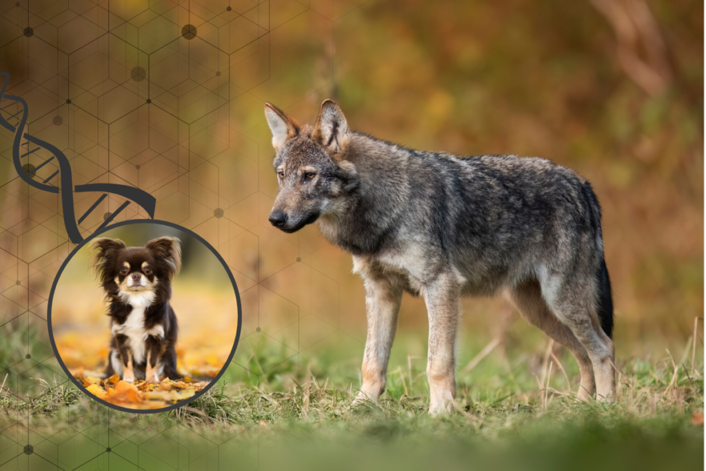 Dogs Were Crossing the Americas Long Before Cortés