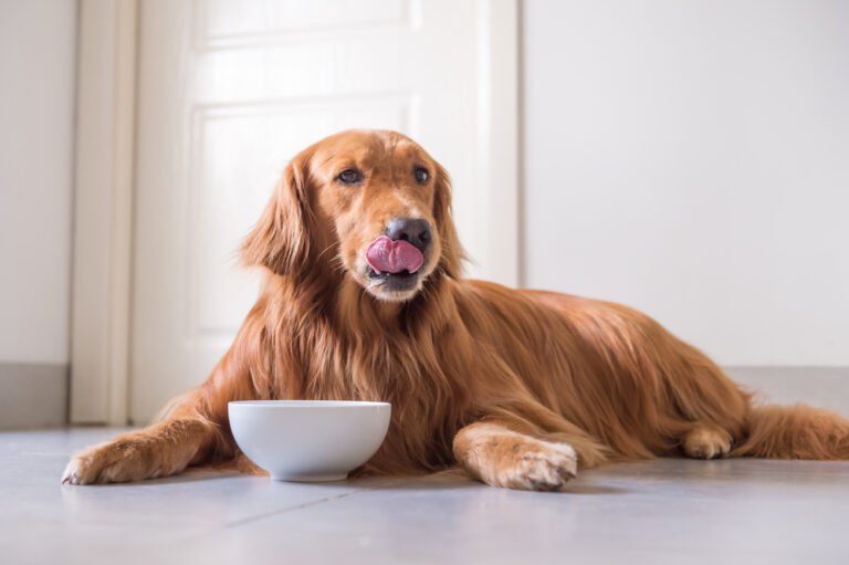 Are You Gonna Finish That? Why Some Dogs Always Leave Something In the Bowl