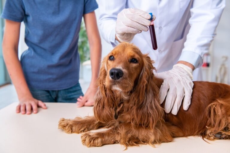 Old Dog, New Clues: What Canine Blood Reveals About Aging