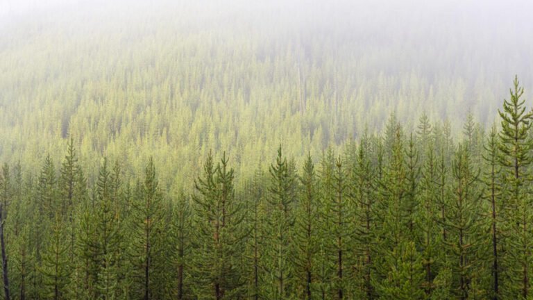 Fast, Severe Wildfires Can Change How Forests Grow Back