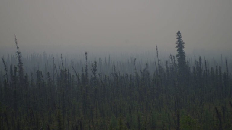 What Will the Future of Alaskan Wildfire Look Like?