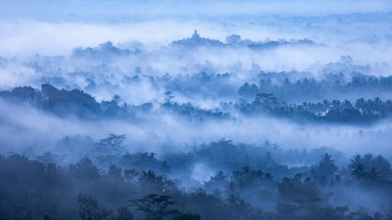 Chemical Conversations Between Forests and the Sky Affect Air Quality, Clouds, and More