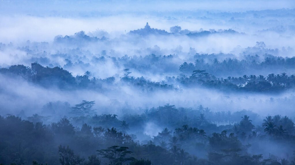 Chemical Conversations Between Forests and the Sky Affect Air Quality, Clouds, and More