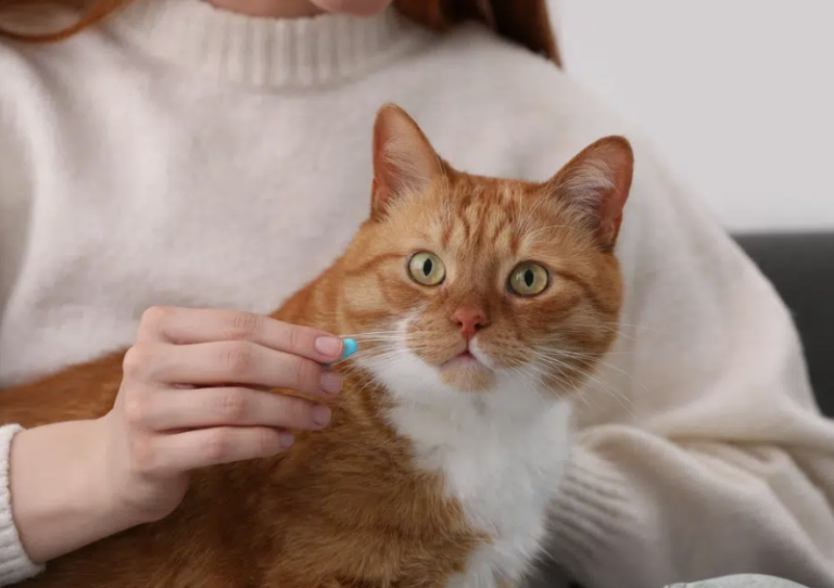 Relax: How Anti-Anxiety Meds Could Save the Lives of Blocked Cats