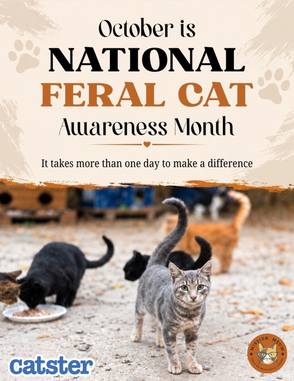 The Mission to Help Feral Cats – It Takes More Than One Day to Make a Difference
