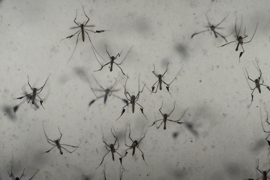 Florida's dengue outbreak reportedly largest US has seen in decades 