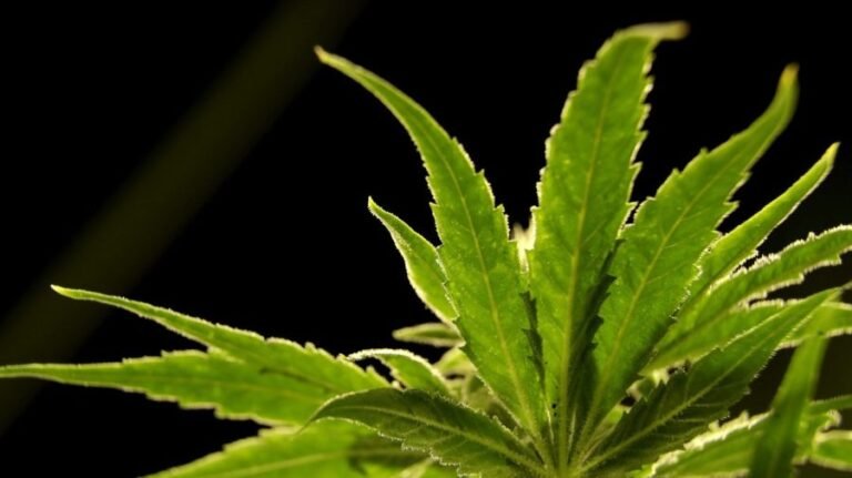 Marijuana and violence: How much more evidence do we need of the connection?