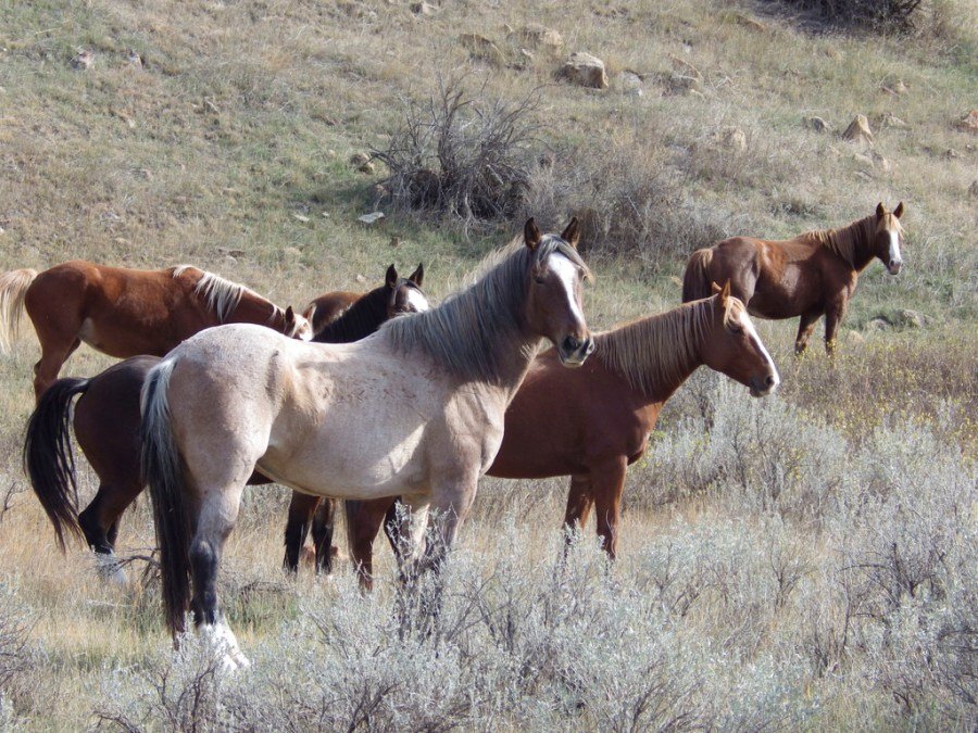 Congress banned sending wild horses to slaughter. A loophole is undoing that promise.