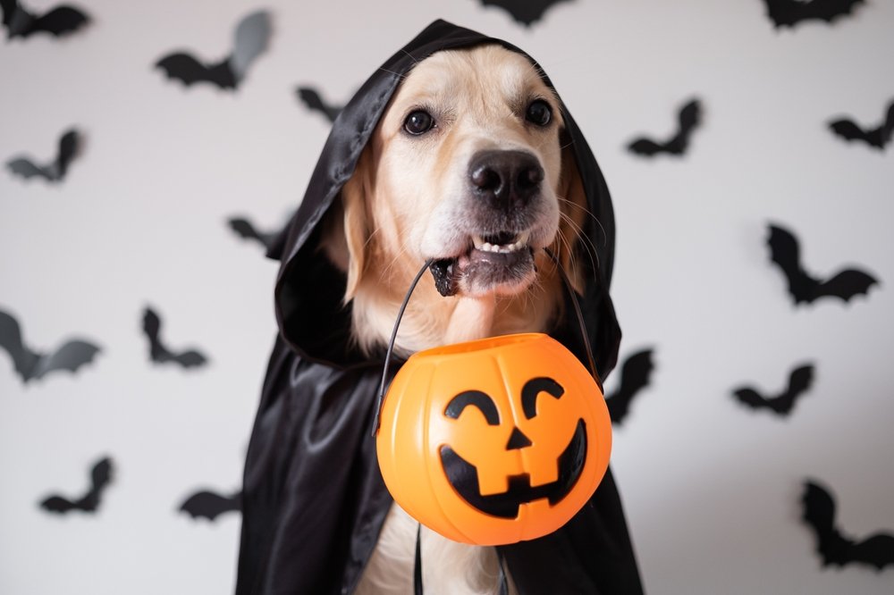 Trick or Treat? These Halloween Hazards Can Be Hellish For Dogs