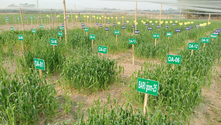 OlsAro raises $5.5m seed round as salt-tolerant wheat nears market