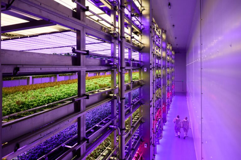 Stacked Farm outlines the long game for vertical farming ahead of US expansion