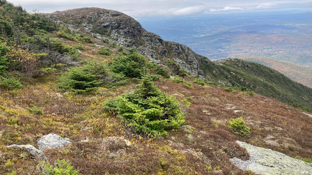 In Northeastern North America, Alpine Zones Are Turning Green