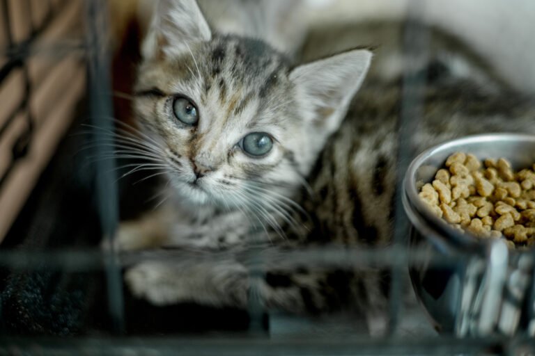 The Cat Network, Inc. – How a $35 Bounty Started an Epic Journey