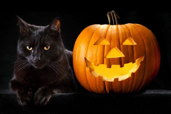 Who’s a Scaredy Cat? Keeping Cats Safe This Halloween