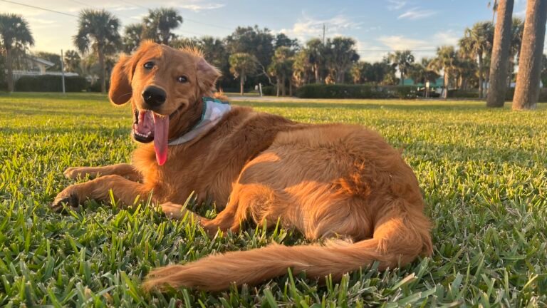 Thor: The Golden Retriever Who Changed My Life