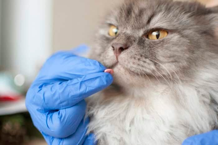 The Common Flea Pill Preventing New World Screwworm