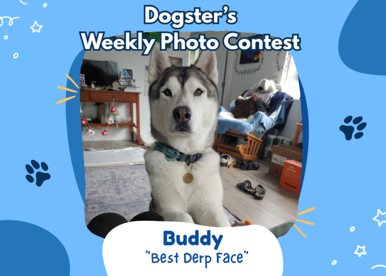 Dogster’s Weekly Photo Contest Winners: Best Derp Face (October 12, 2026)