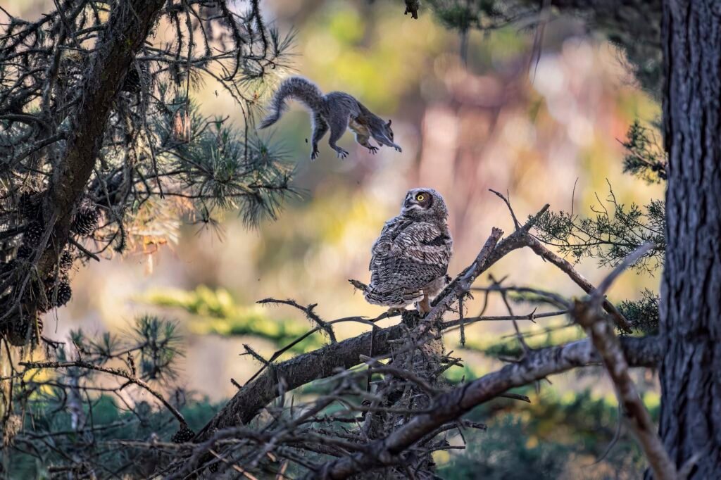 Wild Hijinx and Hilarious Happenstance Reign in the 2026 Comedy Wildlife Awards