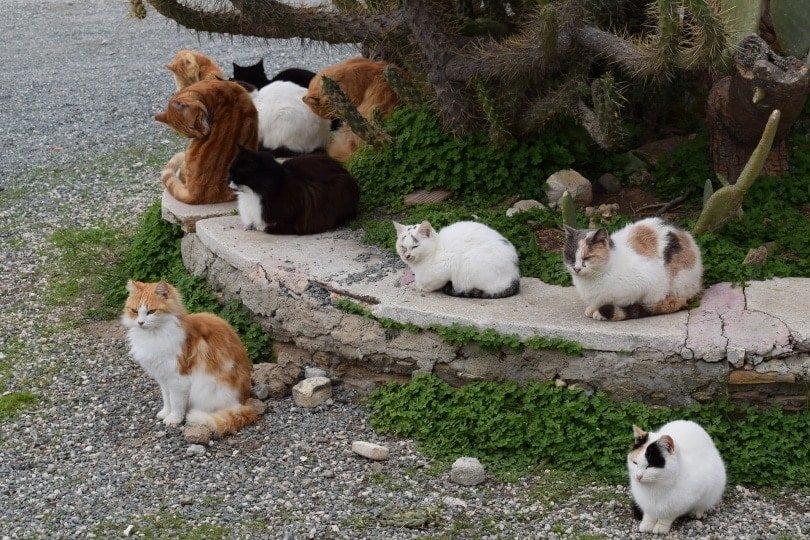 Can Trap-Neuter-Return Solve the Feral Cat Crisis?