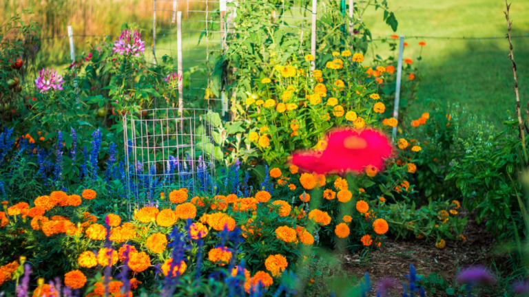 The 25 Best Full Sun Perennials for Michigan Gardens