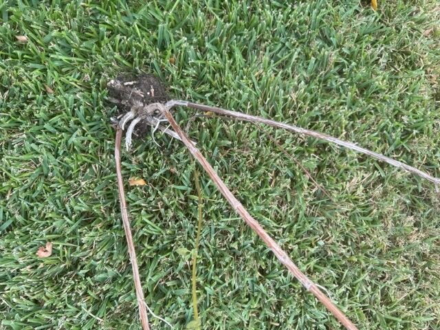 HARD TIMES IN THE GARDEN