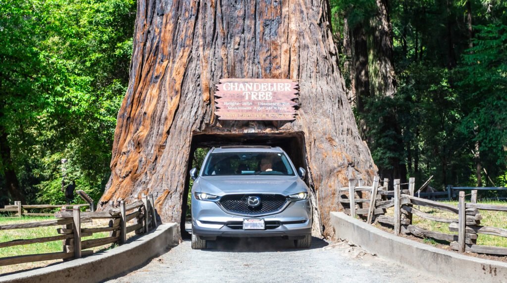 If You've Ever Wanted To Drive Through A Tree, There's A California Redwood Waiting For You