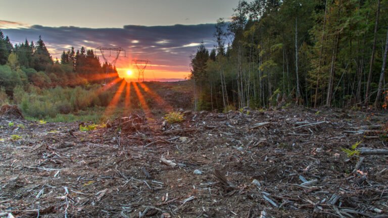 Preserving Soil Carbon by Preserving the Forest Floor