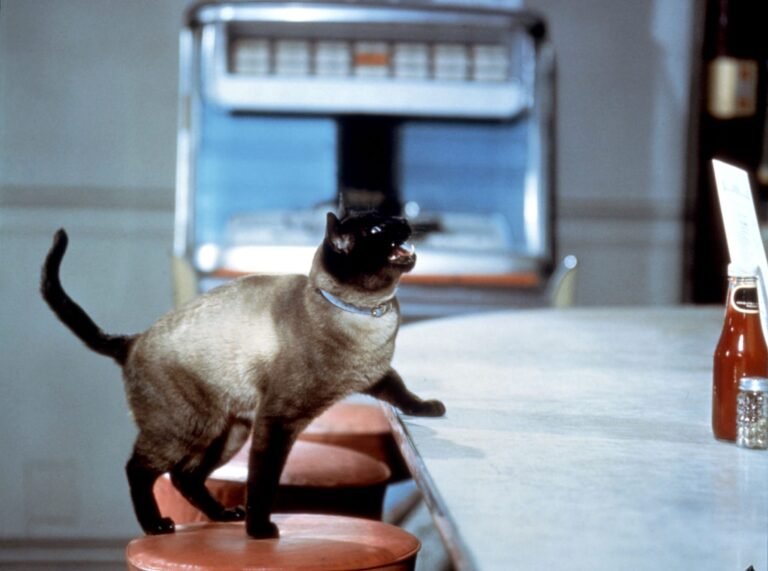 ‘The Encyclopedia of Movie Cats’ Is an Exhaustive Index of Every Feline to Prowl on Screen