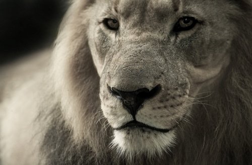 The Eyes of the Lord Are On Us – Psalm 33:16-19