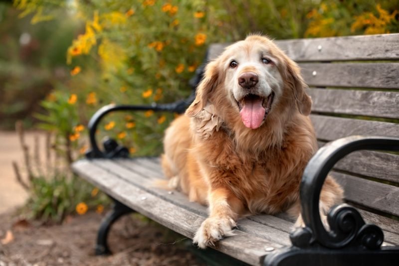HELP WANTED: Scientists Seeking Senior Dogs To Unlock the Secrets of Aging