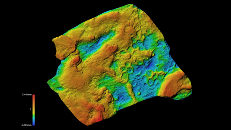 Scientists Finally Think They Know What Made These Geometric Fossils