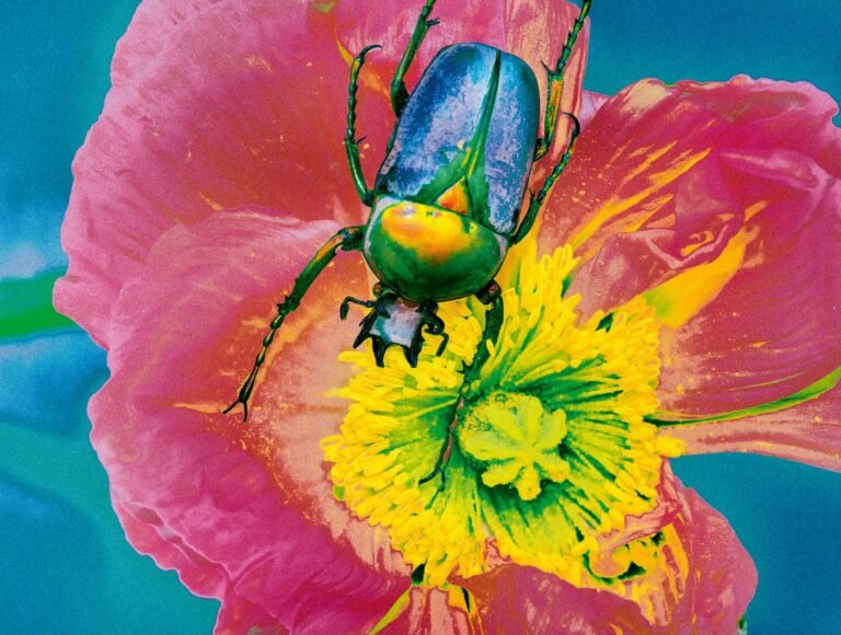 Photographer Elizaveta Porodina Turns Her Luminous Lens to Insects