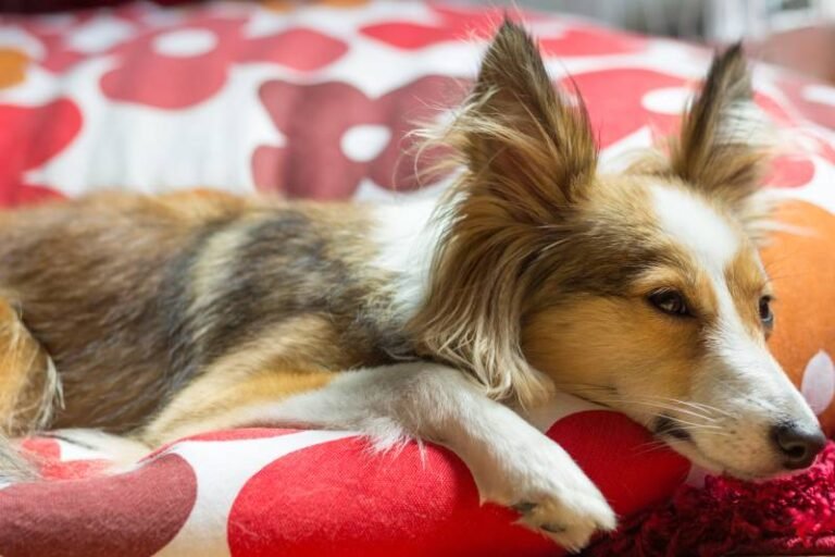 Pyometra: Signs, Causes, and Care (Vet Answer)