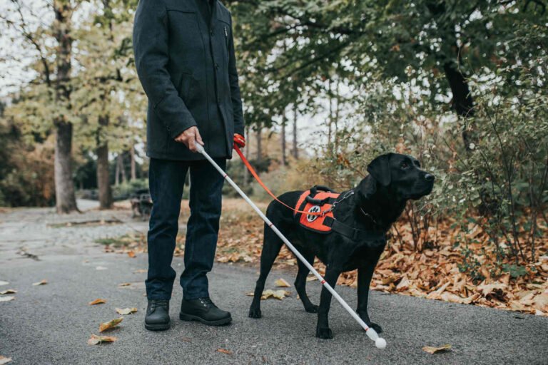 Is That Really A Service Dog?