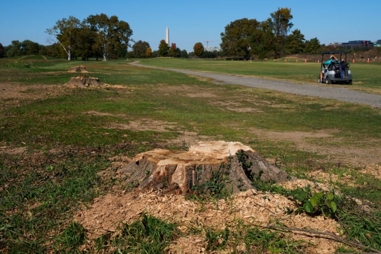 Judge bars Trump admin from further tree-felling, closures, at golf course
